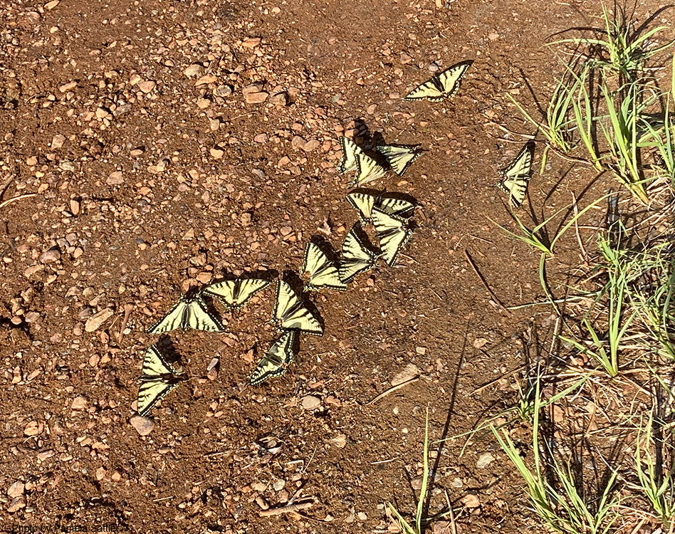 Happy Summer Solstice from Pamela Sue Art & Designs in Alaska. Pictured is a group of Swallowtail butterflies huddled together on the shoreline of lake near Tok, Alaska we stopped at.